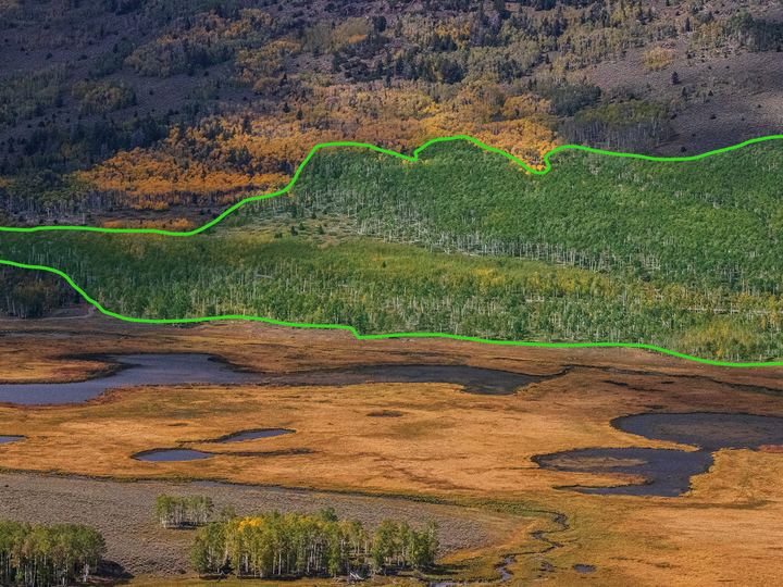 Aerial view of the Pando aspen grove in Utah, a large green patch of trees beside a road and open meadows