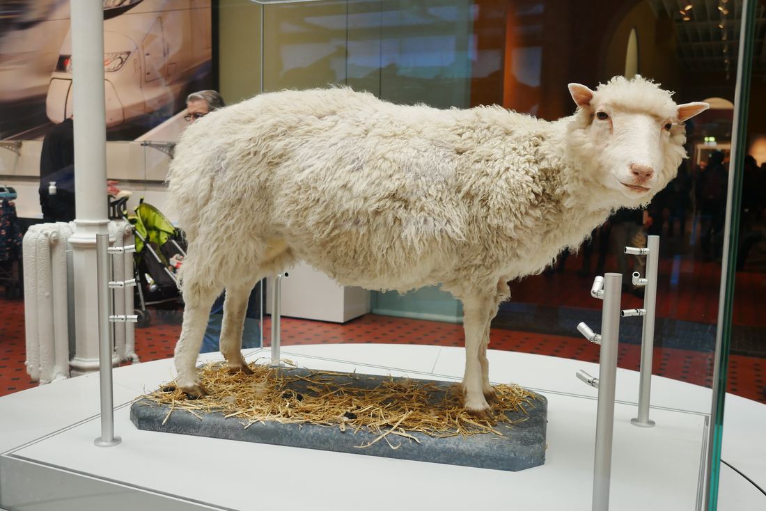 The preserved body of Dolly the sheep in a glass case at the National Museum of Scotland