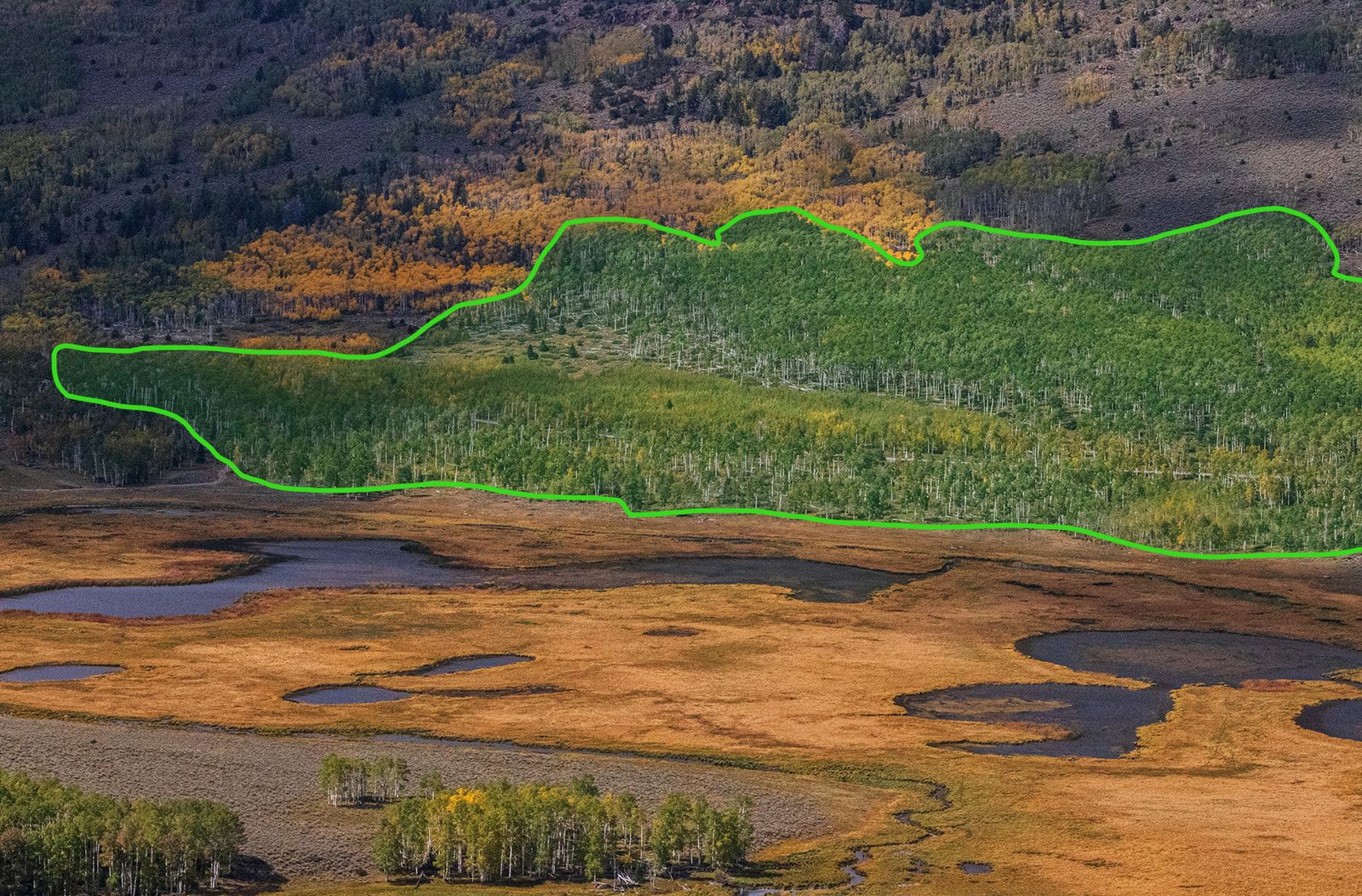 Aerial view of the Pando aspen grove in Utah, a large green patch of trees beside a road and open meadows