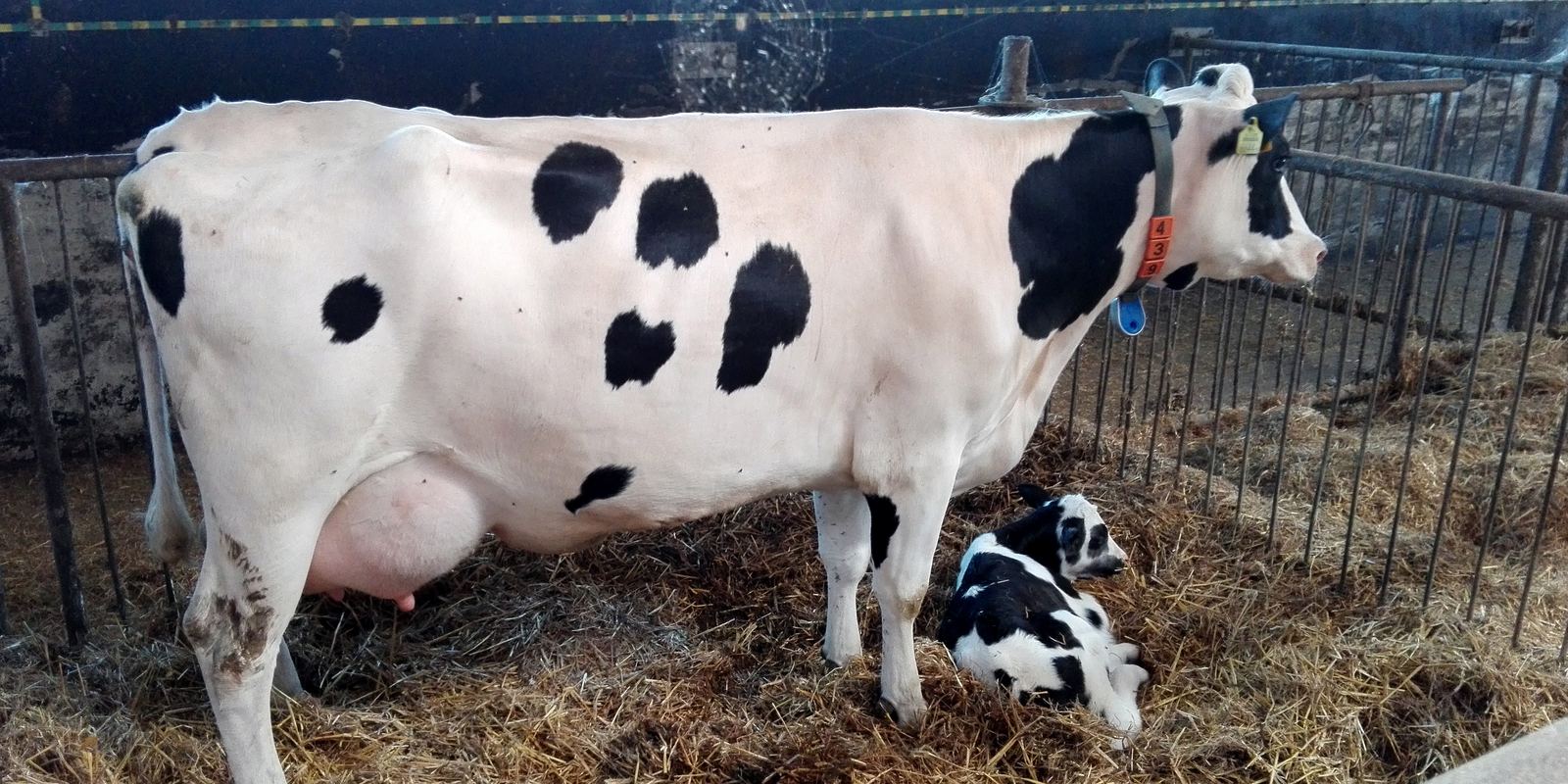 A Holstein cow standing with her one-day-old calf