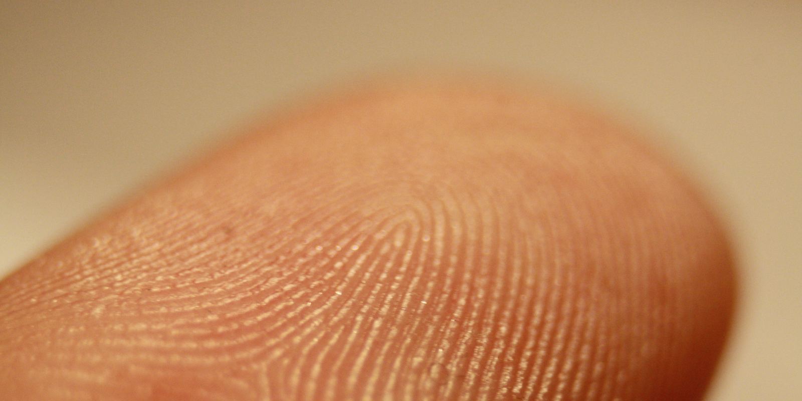 A close-up of the ridges of a fingerprint on a fingertip