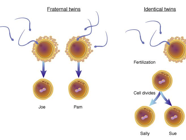 Diagram comparing fraternal twins, where two eggs are each fertilized by a different sperm, with identical twins, where one fertilized egg divides into two