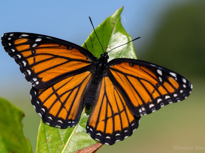 An orange and black viceroy butterfly with white-spotted wing edges resting on a plant in Oklahoma