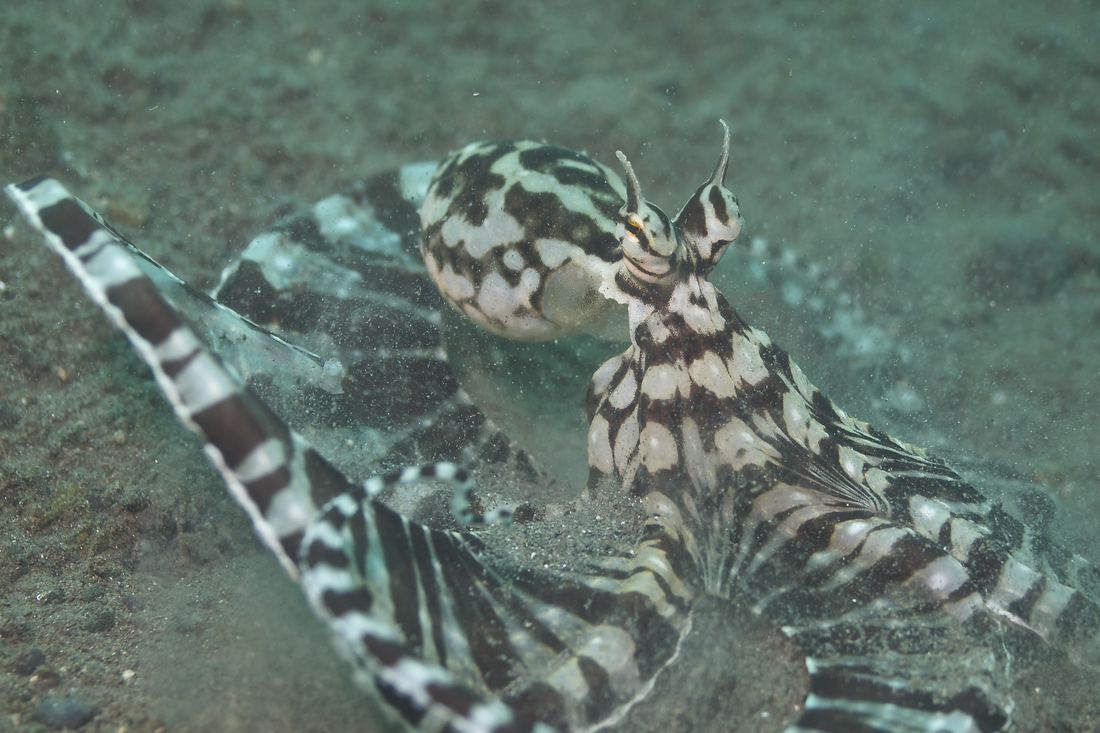 A mimic octopus with brown and white striped arms spread across a sandy sea floor