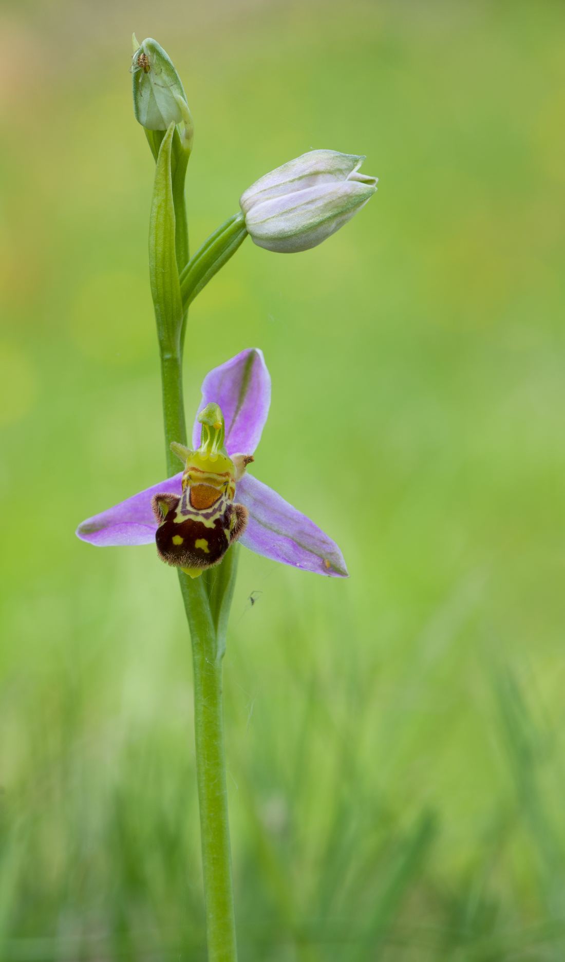 A bee orchid stem with pink sepals and a furry brown lip patterned like the body of a bee