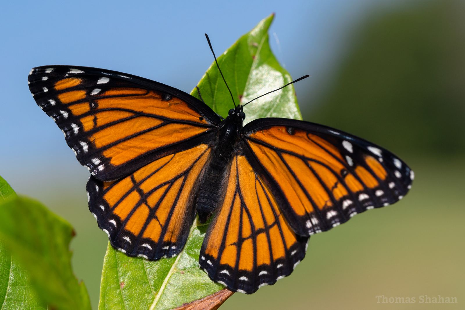 An orange and black viceroy butterfly with white-spotted wing edges resting on a plant in Oklahoma