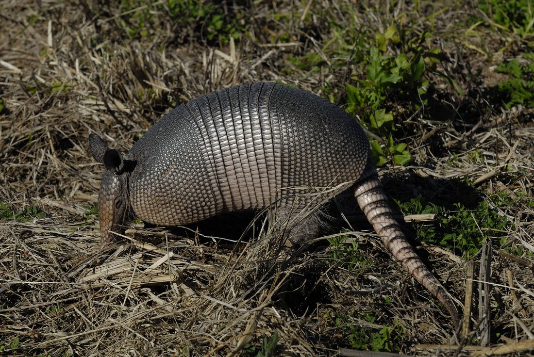 An armadillo with a banded armored shell and ringed tail foraging in dry grass on Merritt Island, Florida