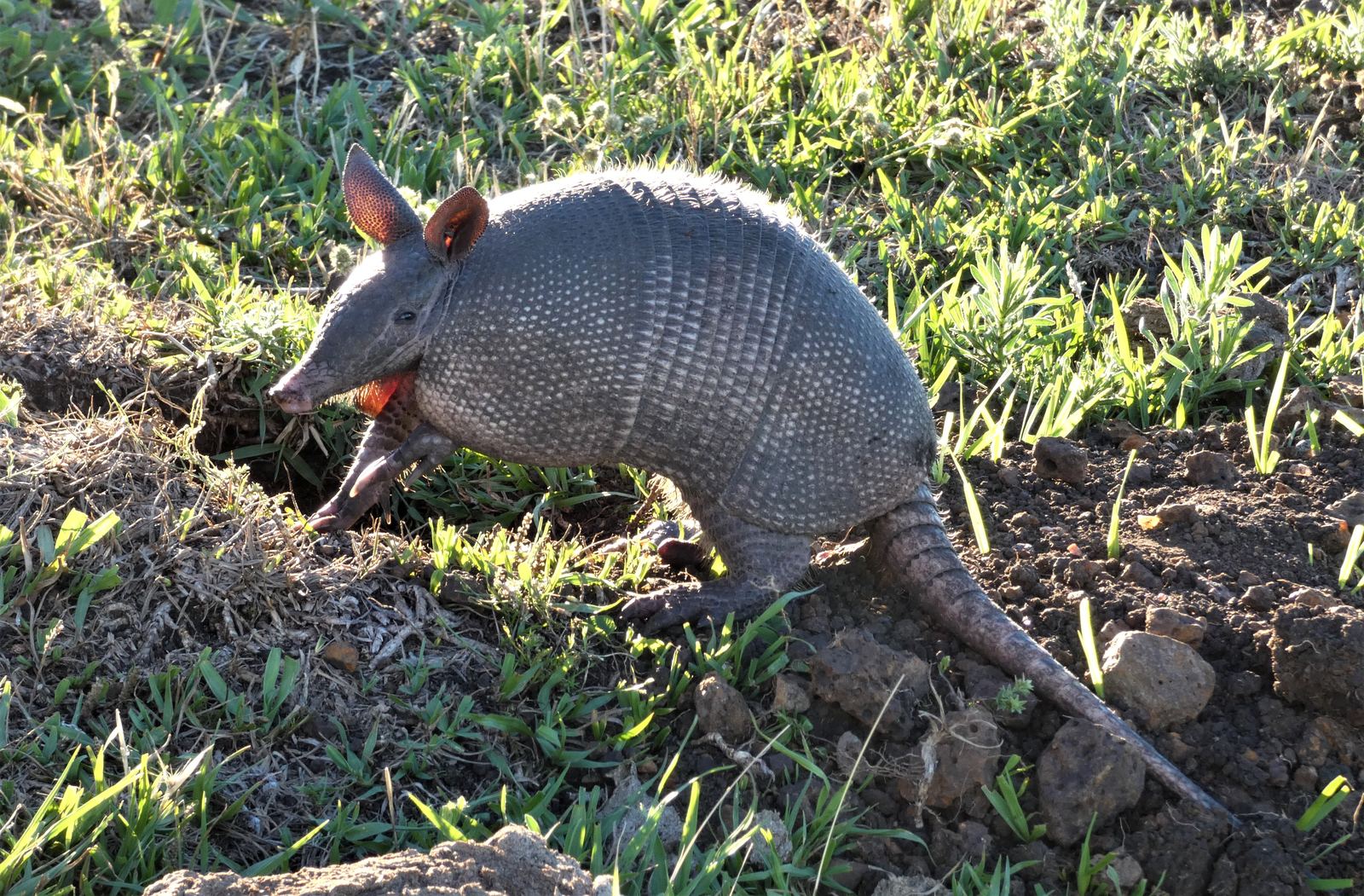 A gray nine-banded armadillo with large ears and a long scaly tail digging at the edge of a burrow in green grass