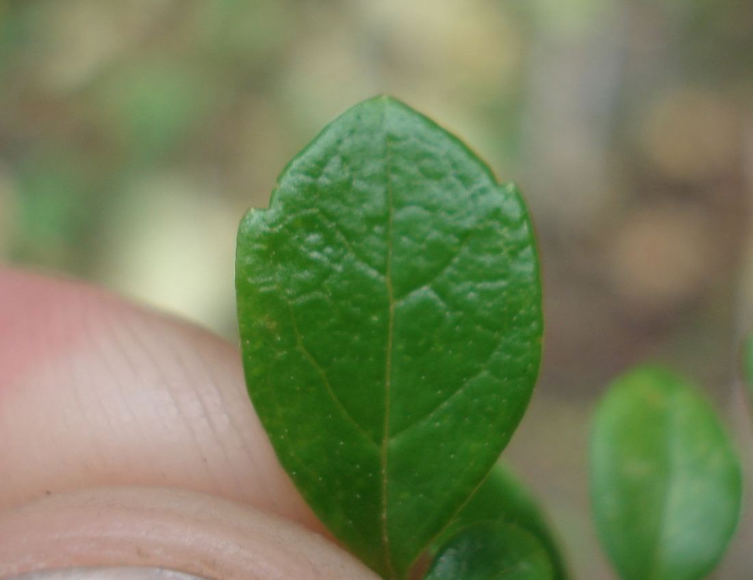 The small rounded evergreen leaves of a twinflower plant