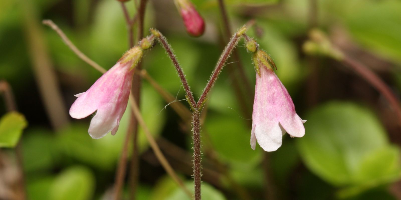 Pairs of small pink bell-shaped twinflowers on thin stems